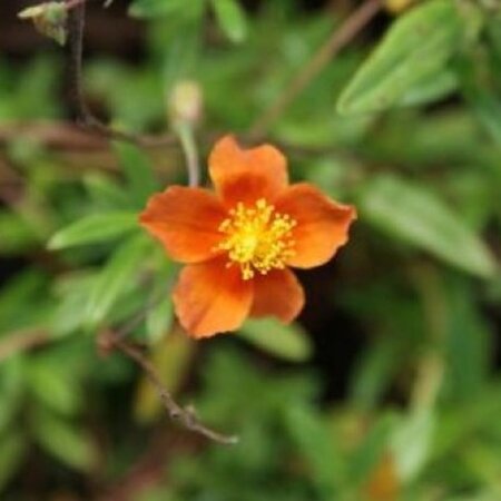 Helianthemum 'Bronzeteppich' geen maat specificatie 0,55L/P9cm - afbeelding 2