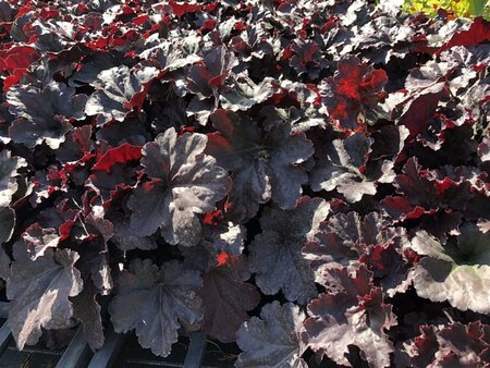 Heuchera 'Black Sea' geen maat specificatie 0,55L/P9cm - afbeelding 1