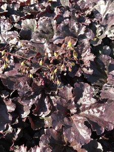 Heuchera 'Black Sea' geen maat specificatie 0,55L/P9cm - afbeelding 2