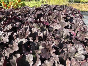 Heuchera 'Black Sea' geen maat specificatie 0,55L/P9cm - afbeelding 3