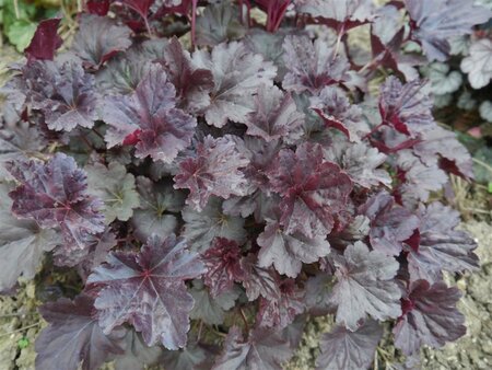 Heuchera 'Black Sea' geen maat specificatie 0,55L/P9cm - afbeelding 5