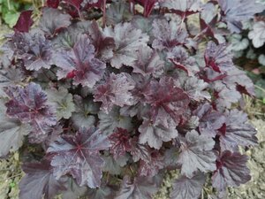 Heuchera 'Black Sea' geen maat specificatie 0,55L/P9cm - afbeelding 5