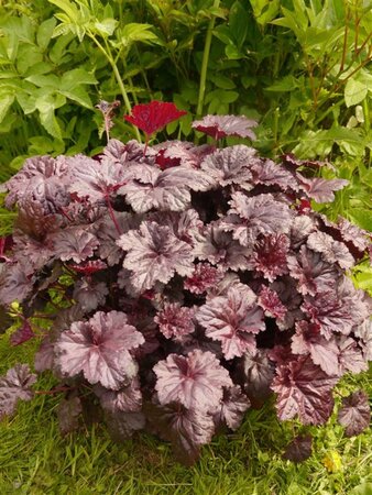 Heuchera 'Black Sea' geen maat specificatie 0,55L/P9cm - afbeelding 6