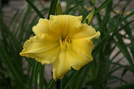 Hemerocallis 'Big Time Happy' geen maat specificatie 0,55L/P9cm - afbeelding 1