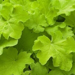 Heuchera 'Citronelle' geen maat specificatie 0,55L/P9cm - afbeelding 1