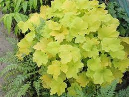 Heuchera 'Citronelle' geen maat specificatie 0,55L/P9cm - afbeelding 2