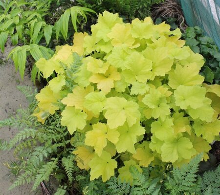 Heuchera 'Citronelle' geen maat specificatie 0,55L/P9cm - afbeelding 3