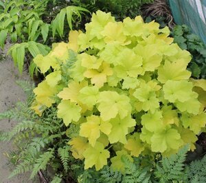 Heuchera 'Citronelle' geen maat specificatie 0,55L/P9cm - afbeelding 3