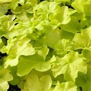 Heuchera 'Citronelle' geen maat specificatie 0,55L/P9cm - afbeelding 4