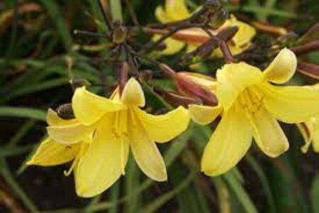 Hemerocallis 'Corky' geen maat specificatie 0,55L/P9cm - afbeelding 1
