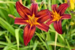 Hemerocallis 'Crimson Pirate' geen maat specificatie 0,55L/P9cm