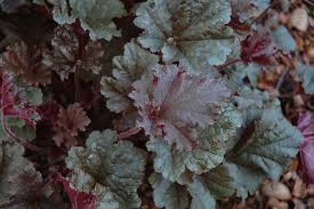 Heuchera 'Dark Secret' geen maat specificatie 0,55L/P9cm - afbeelding 1