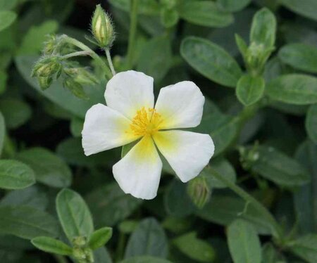 Helianthemum 'Elfenbeinglanz' geen maat specificatie 0,55L/P9cm - afbeelding 1