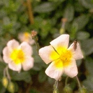 Helianthemum 'Elfenbeinglanz' geen maat specificatie 0,55L/P9cm - afbeelding 2