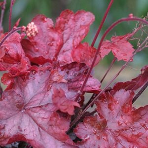 Heuchera 'Fire Chief' geen maat specificatie 0,55L/P9cm - afbeelding 3