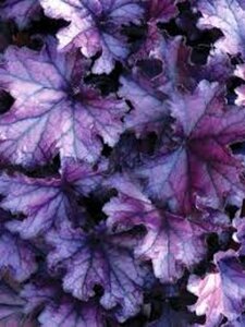 Heuchera 'Forever Purple' geen maat specificatie 0,55L/P9cm - afbeelding 3