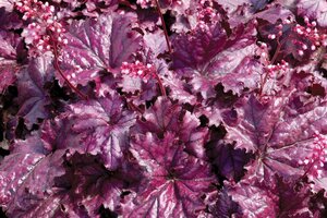 Heuchera 'Forever Purple' geen maat specificatie 0,55L/P9cm - afbeelding 4