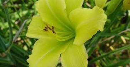 Hemerocallis 'Green Flutter' geen maat specificatie 0,55L/P9cm - afbeelding 1