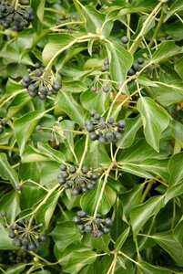 Hedera hel. 'Arborescens' 40-50 cm cont. 3,0L