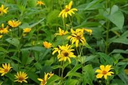 Heliopsis h. 'Burning Hearts' geen maat specificatie 0,55L/P9cm