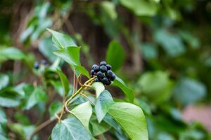 Hedera helix (kleinbladig) 60-80 cm cont. 2,0L