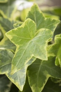 Hedera hel. 'Goldchild' 80-100 cm rozenpot 2L