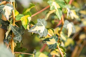 Hedera hel. 'Goldheart' 60-80 cm cont. 2,0L