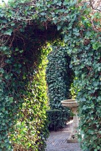 Hedera hibernica (grootbladig) 175-200 cm cont. 4,0L met stok