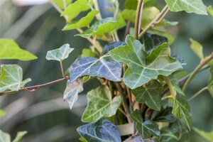 Hedera hibernica (grootbladig) 80-100 cm cont. 15L