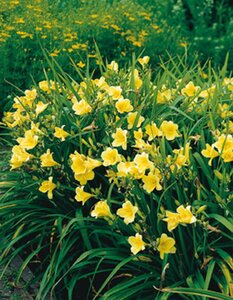 Hemerocallis 'Happy Returns' geen maat specificatie 0,55L/P9cm