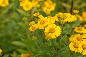 Helenium 'Kanaria' geen maat specificatie 0,55L/P9cm