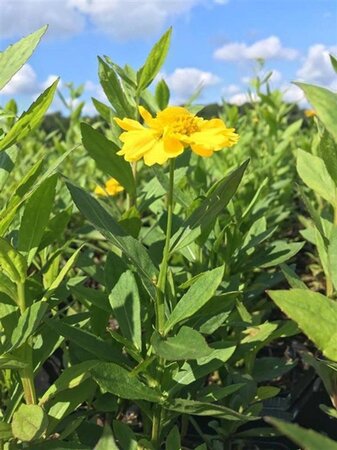 Helenium 'Kanaria' geen maat specificatie 0,55L/P9cm - afbeelding 6