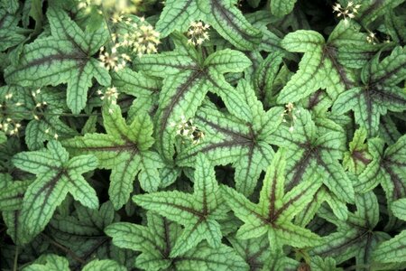 Heucherella 'Kimono' geen maat specificatie 0,55L/P9cm - afbeelding 1