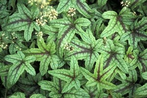 Heucherella 'Kimono' geen maat specificatie 0,55L/P9cm - afbeelding 1