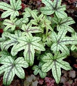 Heucherella 'Kimono' geen maat specificatie 0,55L/P9cm - afbeelding 2