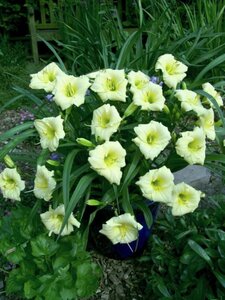 Hemerocallis 'Longfields Pearl' geen maat specificatie 0,55L/P9cm