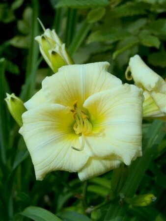 Hemerocallis 'Longfields Pearl' geen maat specificatie 0,55L/P9cm - afbeelding 2
