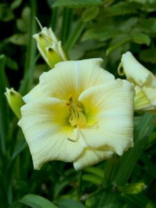 Hemerocallis 'Longfields Pearl' geen maat specificatie 0,55L/P9cm - afbeelding 2