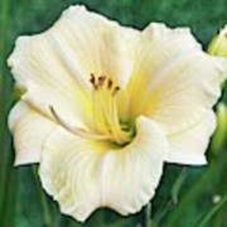 Hemerocallis 'Longfields Pearl' geen maat specificatie 0,55L/P9cm - afbeelding 3