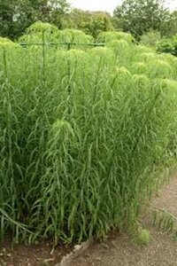 Helianthus salicifolius geen maat specificatie 0,55L/P9cm