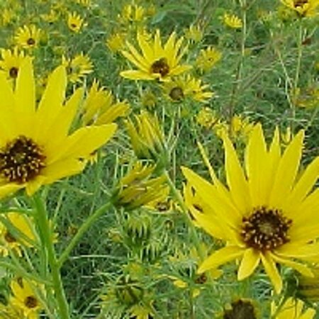 Helianthus salicifolius geen maat specificatie 0,55L/P9cm - afbeelding 4