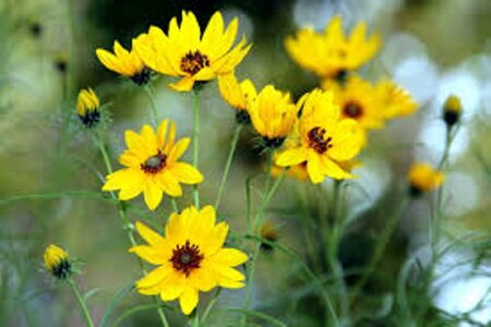 Helianthus salicifolius geen maat specificatie 0,55L/P9cm - afbeelding 5