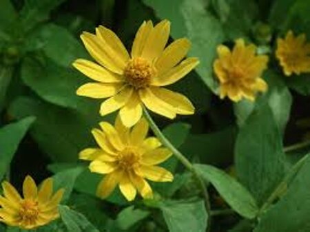 Helianthus microcephalus geen maat specificatie 0,55L/P9cm