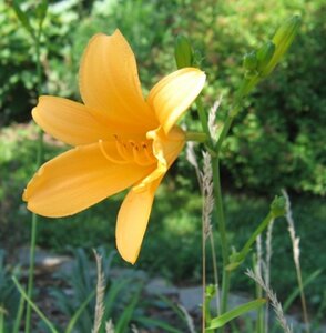 Hemerocallis middendorffii geen maat specificatie 0,55L/P9cm