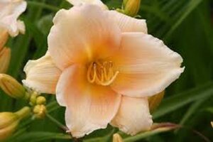 Hemerocallis 'Mini Pearl' geen maat specificatie 0,55L/P9cm - afbeelding 2