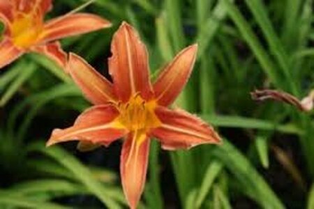 Hemerocallis 'Margaret Perry' geen maat specificatie 0,55L/P9cm - afbeelding 1