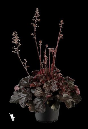 Heuchera 'Midnight Rose' geen maat specificatie 0,55L/P9cm - afbeelding 1