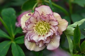 Helleborus o. 'Dble Ellen Picotee' geen maat specificatie 0,55L/P9cm - afbeelding 2