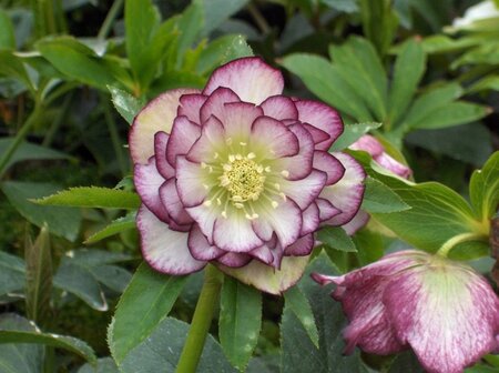 Helleborus o. 'Dble Ellen Picotee' geen maat specificatie 0,55L/P9cm - afbeelding 1