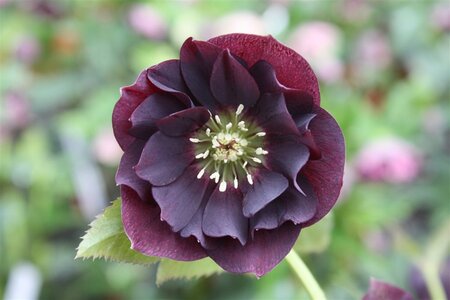 Helleborus o. 'D. Ellen Purple' geen maat specificatie 0,55L/P9cm - afbeelding 2